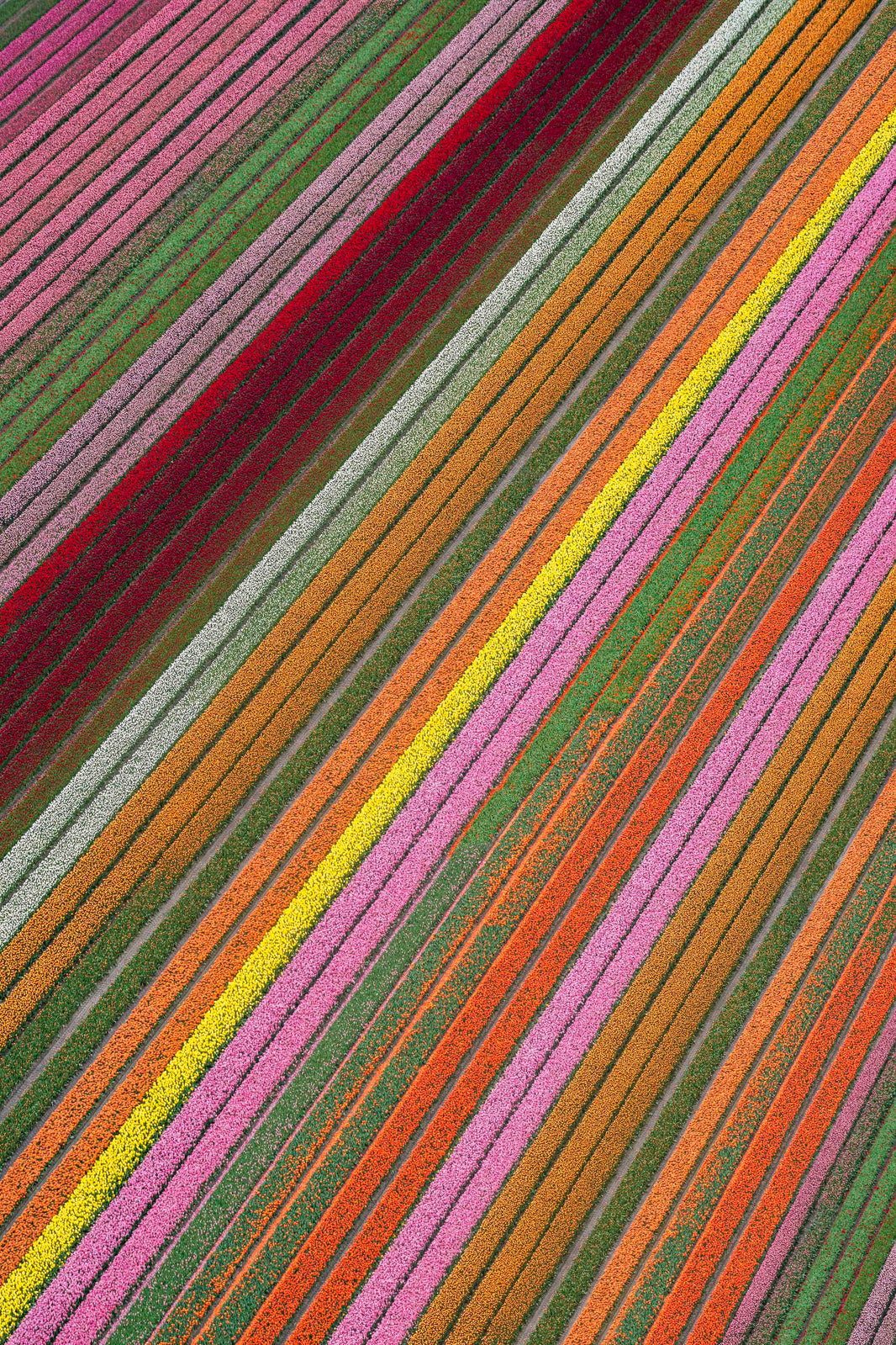 Photography by Gray Malin of Rainbow Tulip Fields Vertical, Netherlands