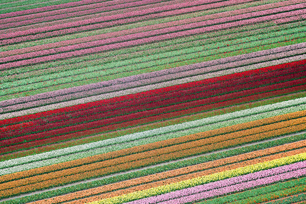 Photography by Gray Malin of Rainbow Tulip Fields, Netherlands