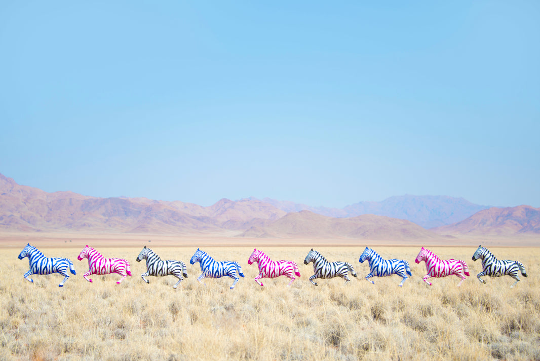 Photography by Gray Malin of Rainbow Zebras Balloons