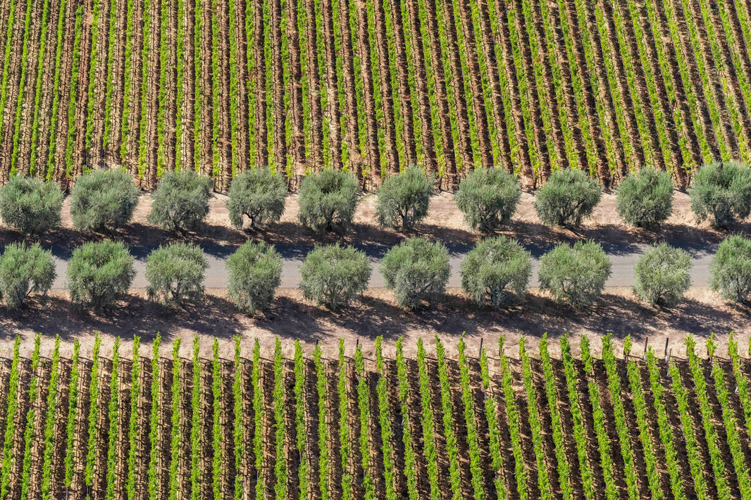 Photography by Gray Malin of Olive Trees and Vineyards, Napa Valley