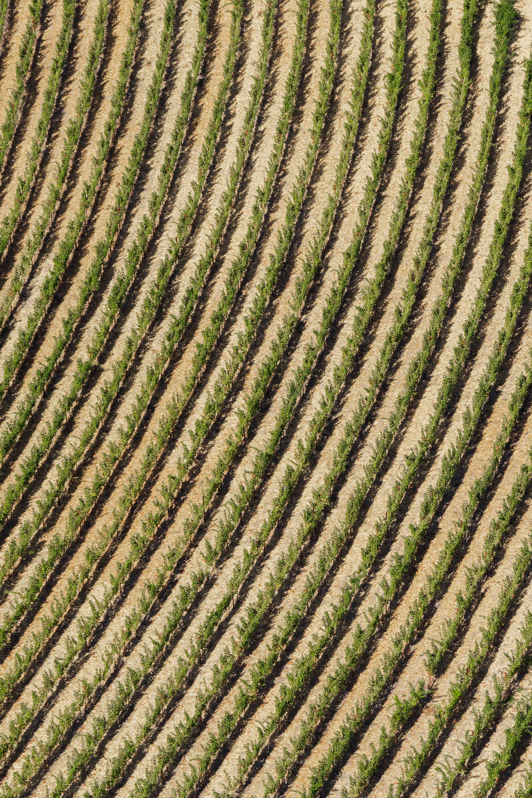 Photography by Gray Malin of Rombauer Vineyard, Napa Valley