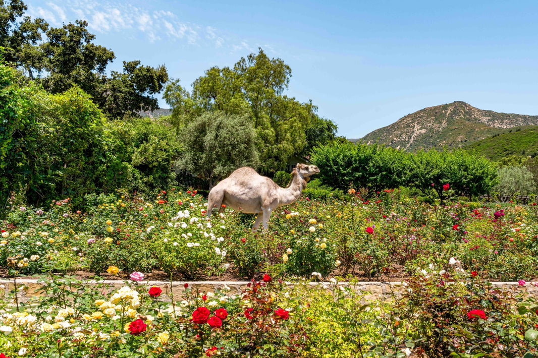 Photography by Gray Malin of Rose Garden, San Ysidro Ranch