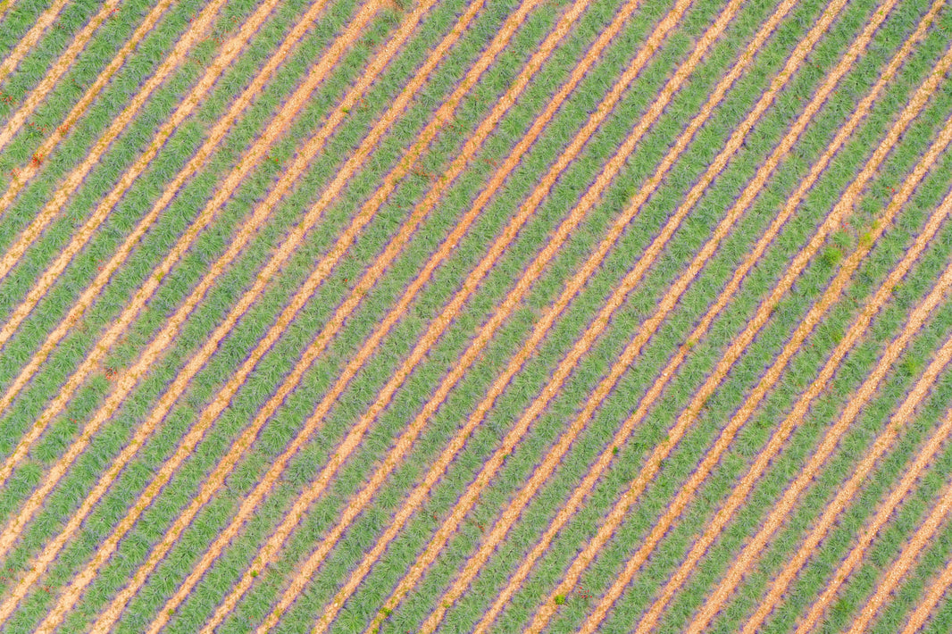 Photography by Gray Malin of Rows of Lavender, Provence