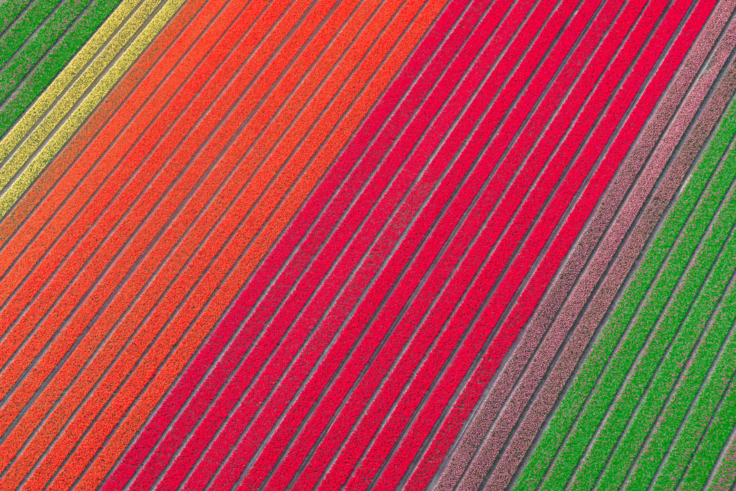 Photography by Gray Malin of Rows of Color, Dutch Tulip Fields, Netherlands
