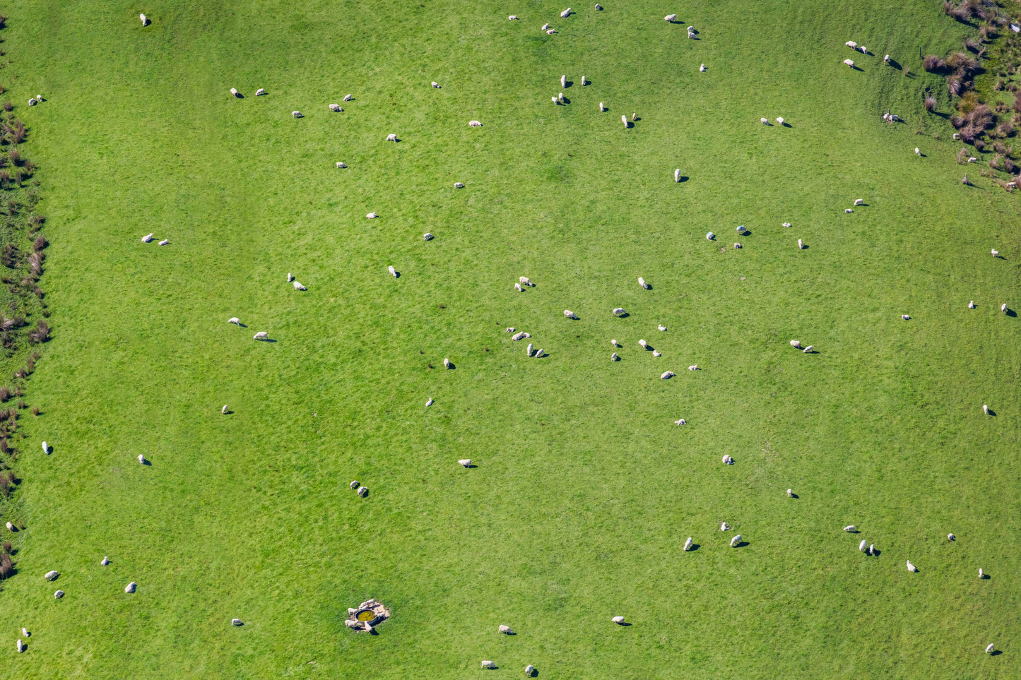 Sheep Pasture, Marlborough, New Zealand
