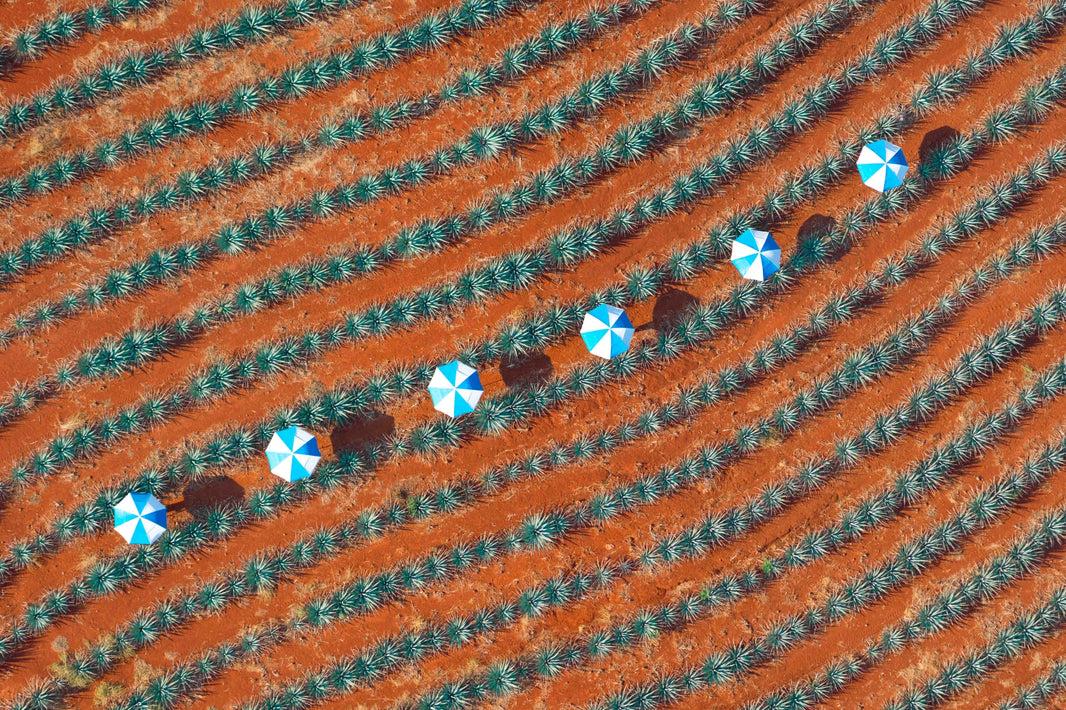 Photography by Gray Malin of Six Umbrellas, Tequila Don Julio, Mexico