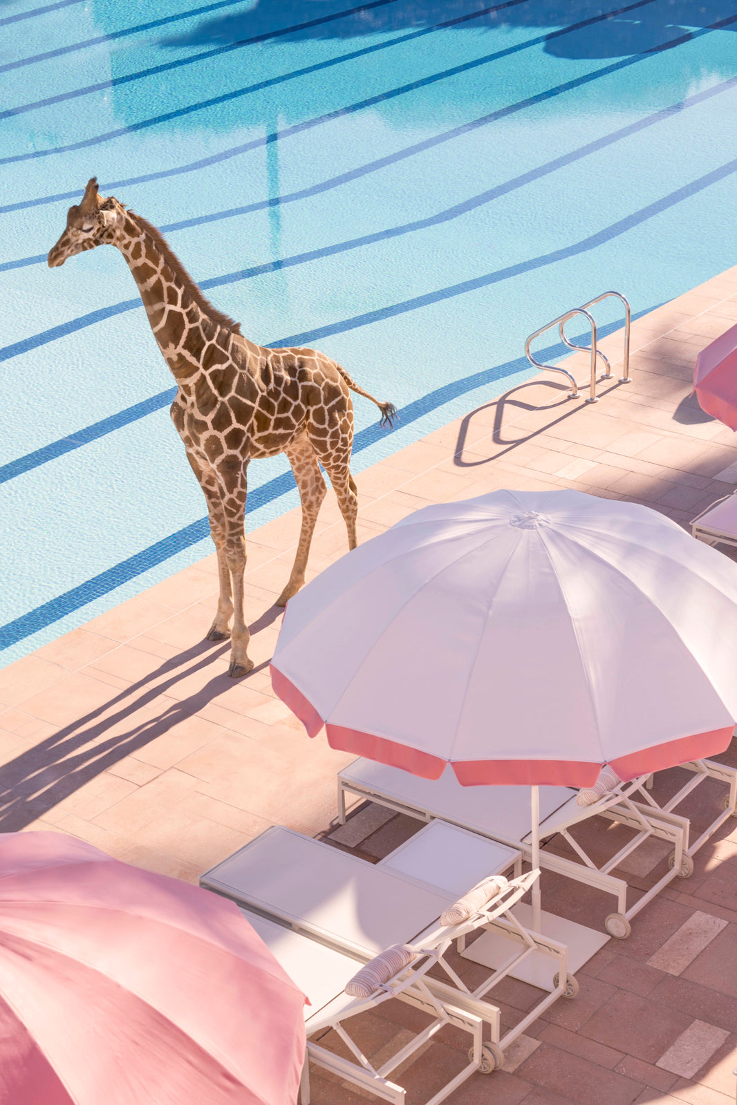 Photography by Gray Malin of Spotted Poolside, Coral Casino