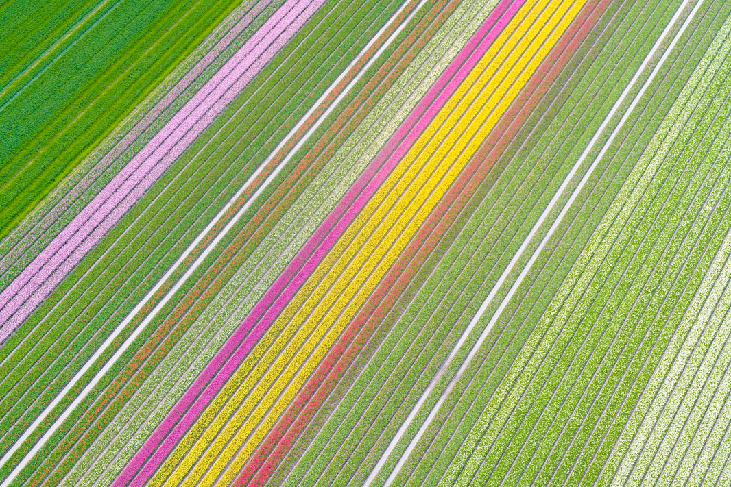 Photography by Gray Malin of Spring Blooms, Dutch Tulip Fields, Netherlands