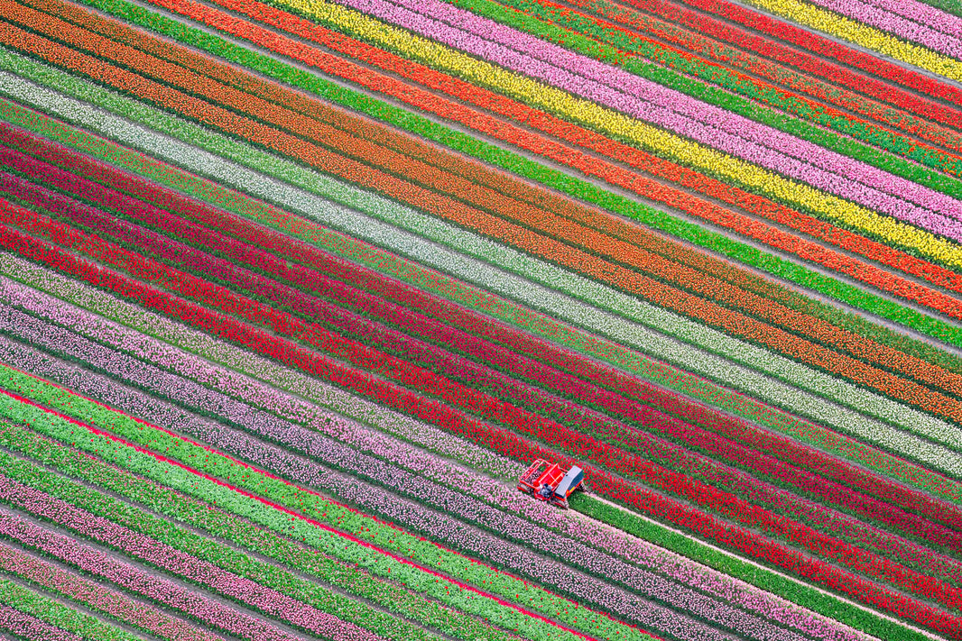 Photography by Gray Malin of Spring Harvest, Dutch Tulip Fields, Netherlands