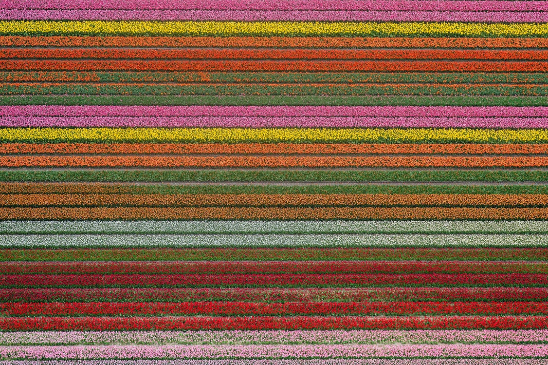 Photography by Gray Malin of Spring Spectrum, Dutch Tulip Fields, Netherlands