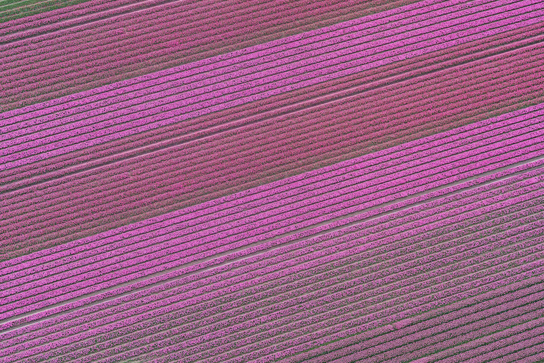 Photography by Gray Malin of Spring in Bloom, Dutch Tulip Fields, Netherlands