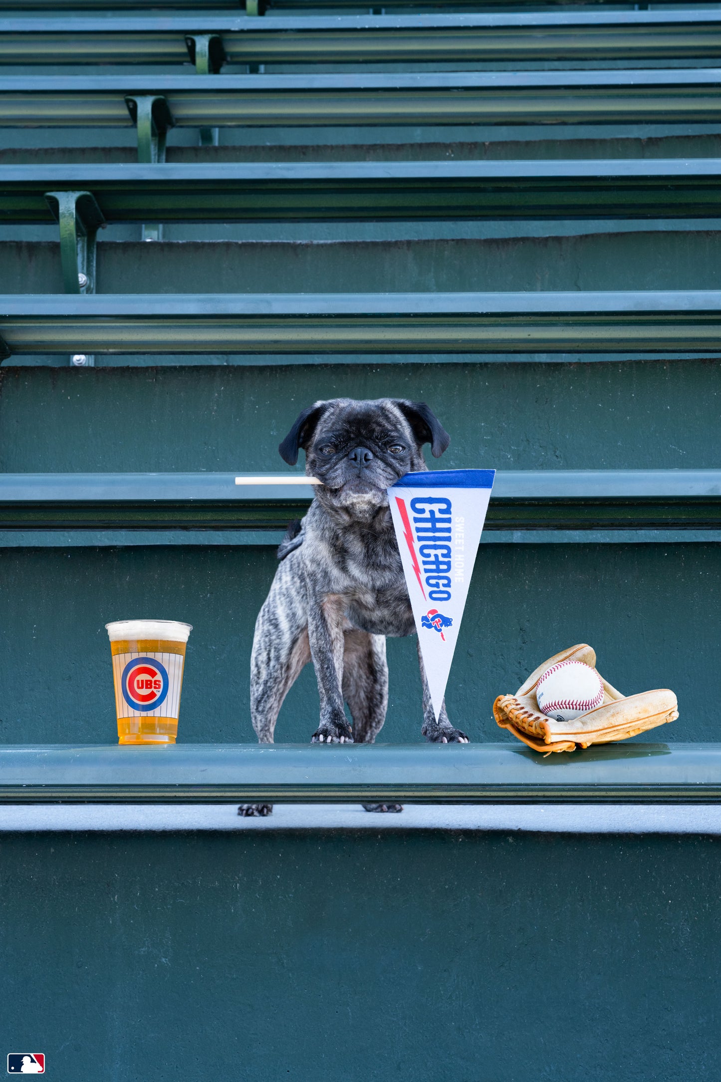 Superfan, Wrigley Field, Chicago