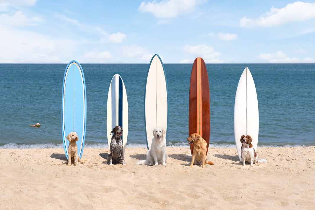 Photography by Gray Malin of Surf’s Up, Martha’s Vineyard