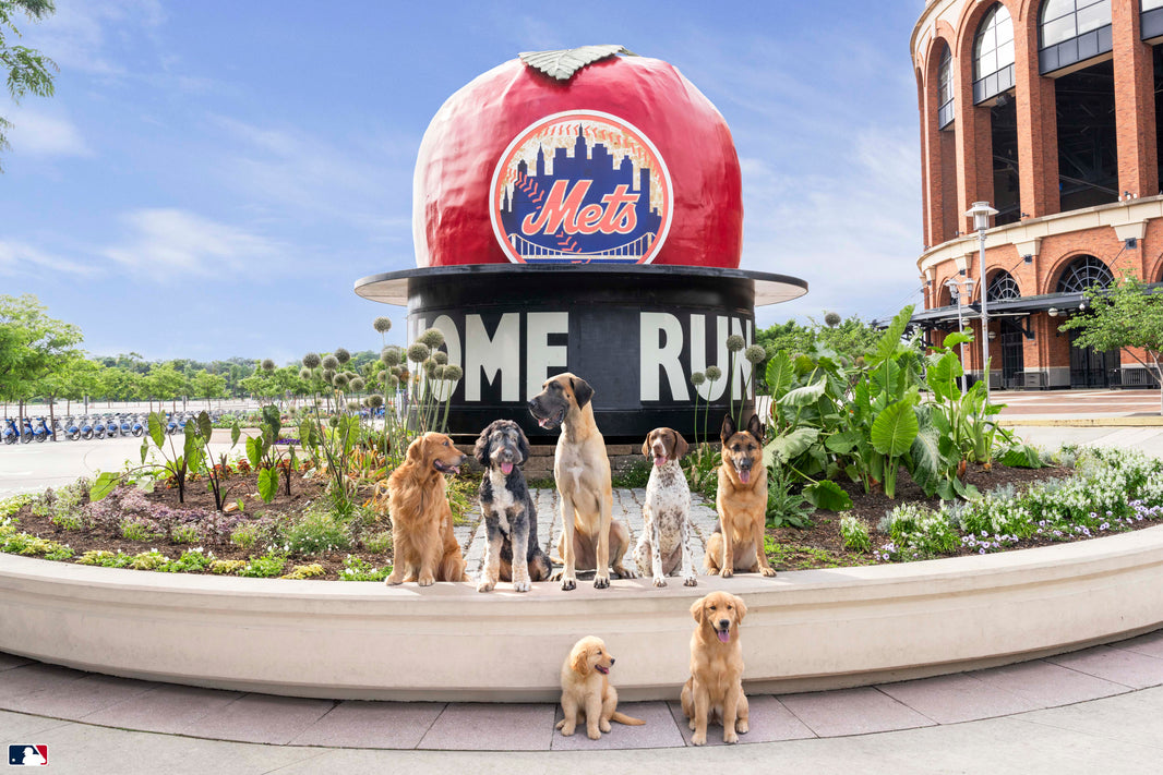 Photography by Gray Malin of The Home Run Apple Pups
