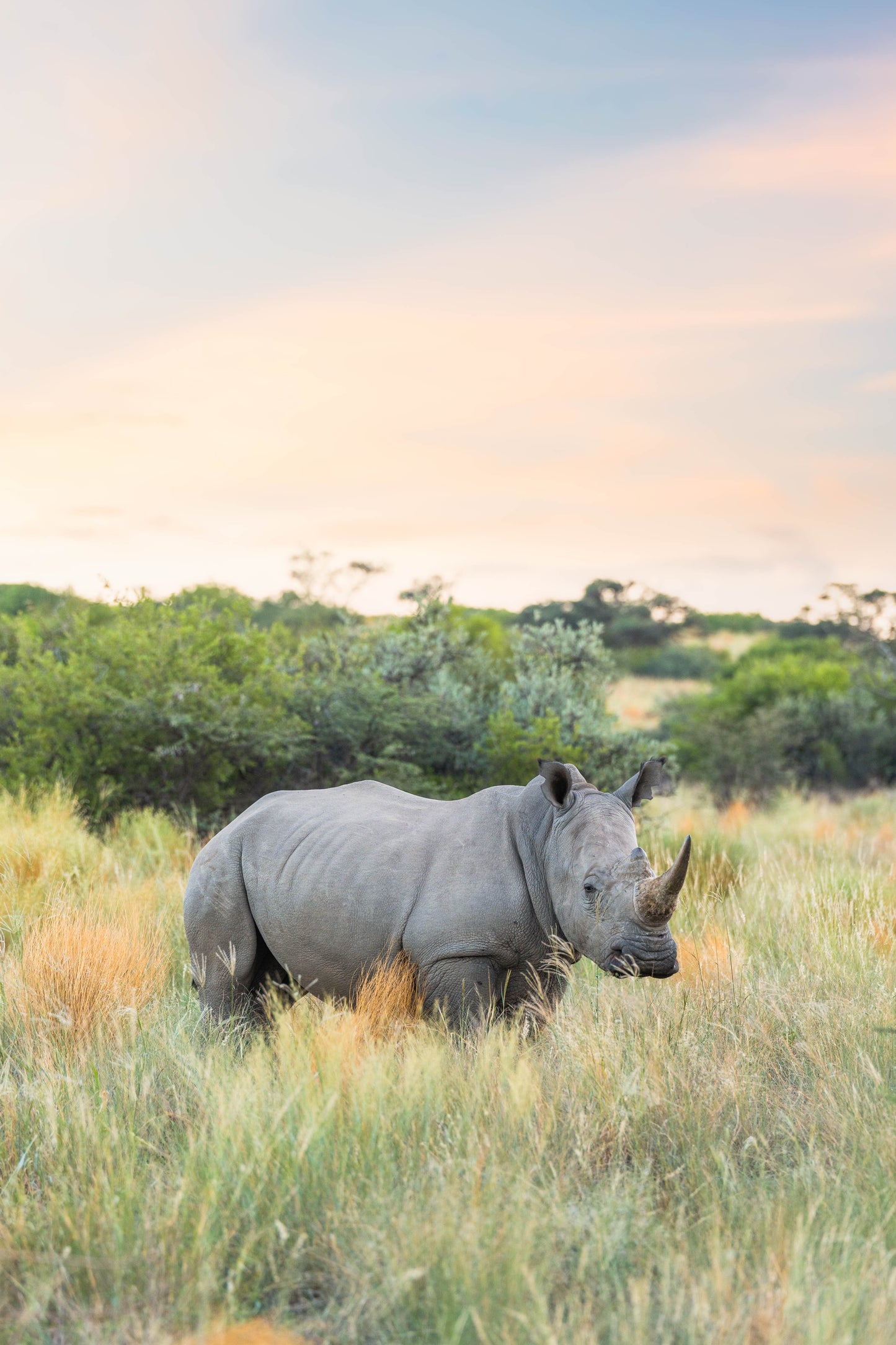 The Rhinoceros, South Africa