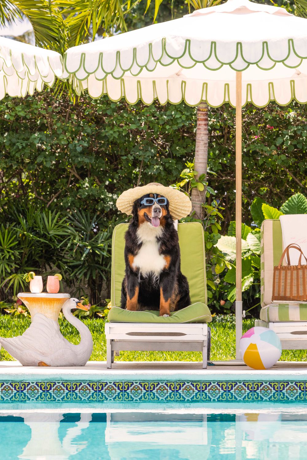 Photography by Gray Malin of The Bernese Mountain Dog, The Colony Hotel