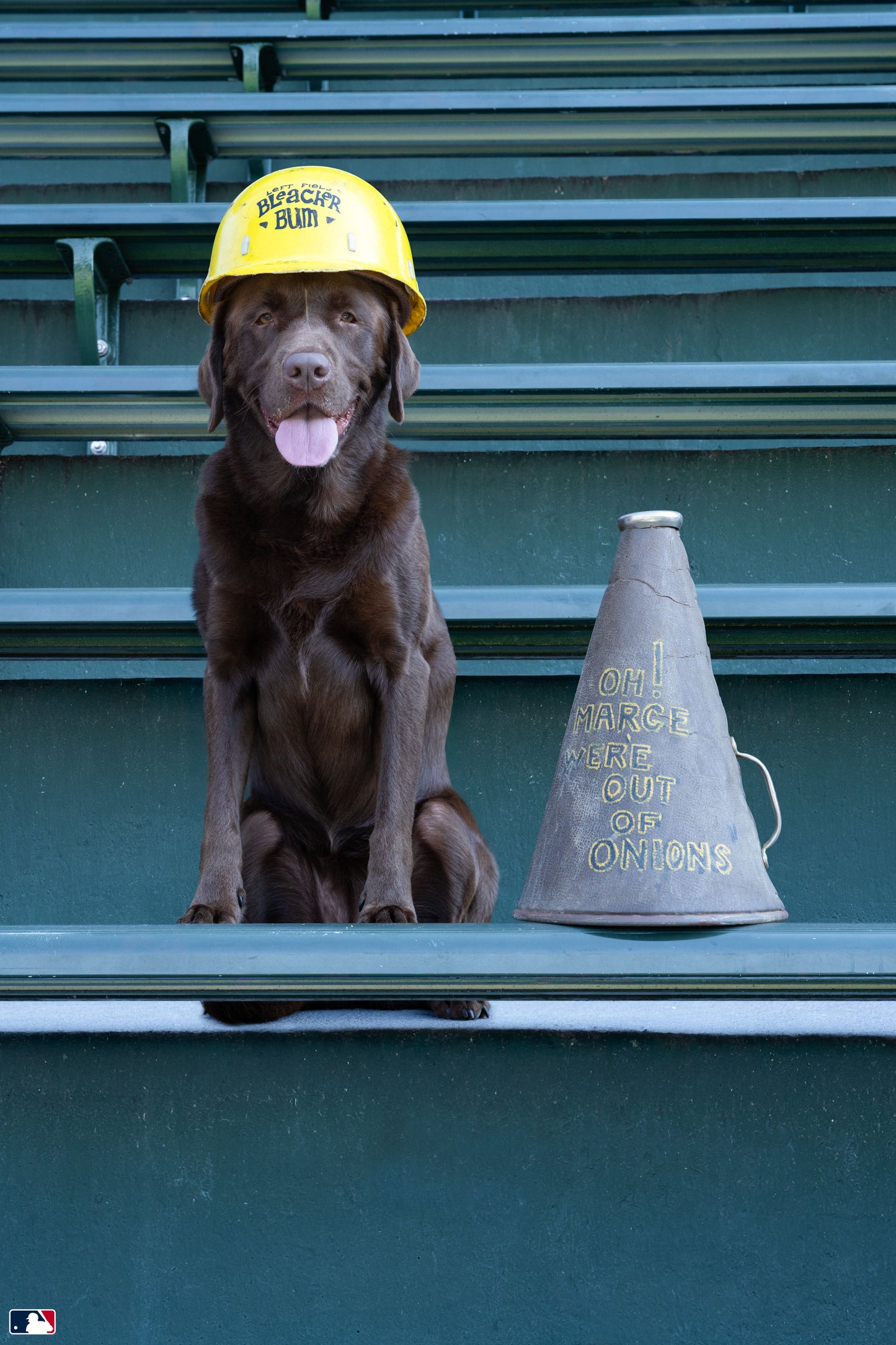 The Bleacher Bum, Wrigley Field, Chicago