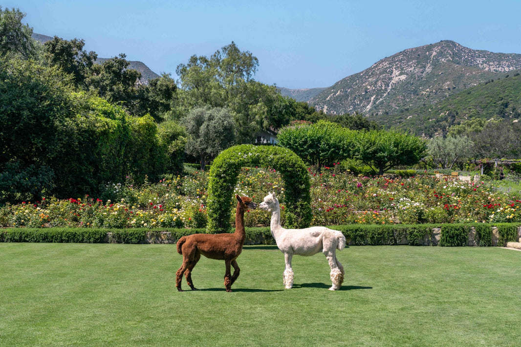 Photography by Gray Malin of The Couple, San Ysidro Ranch