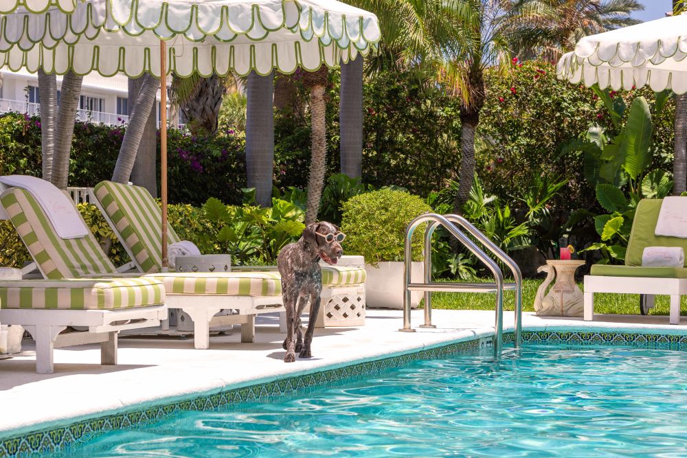 Photography by Gray Malin of The German Shorthaired Pointer, The Colony Hotel