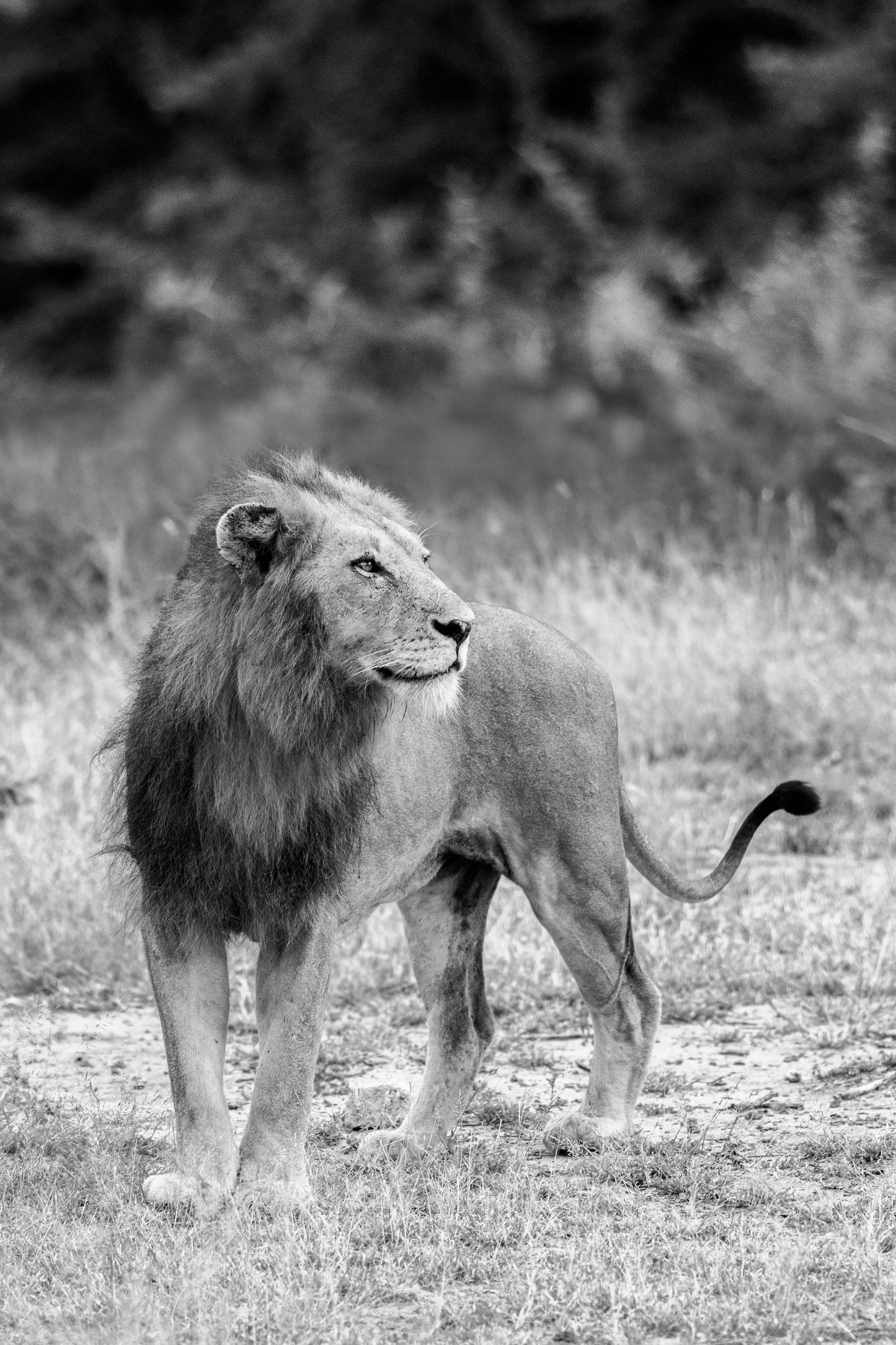 The Lion (Black and White), South Africa
