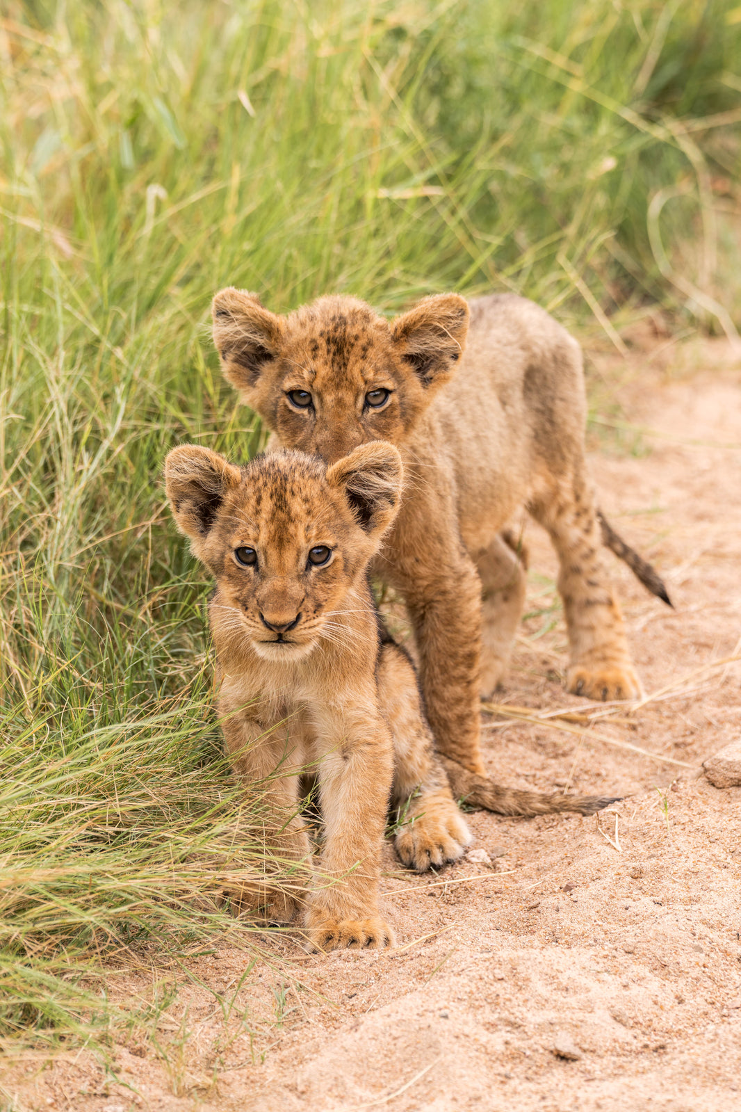 The Lion Cubs, South Africa by Gray Malin