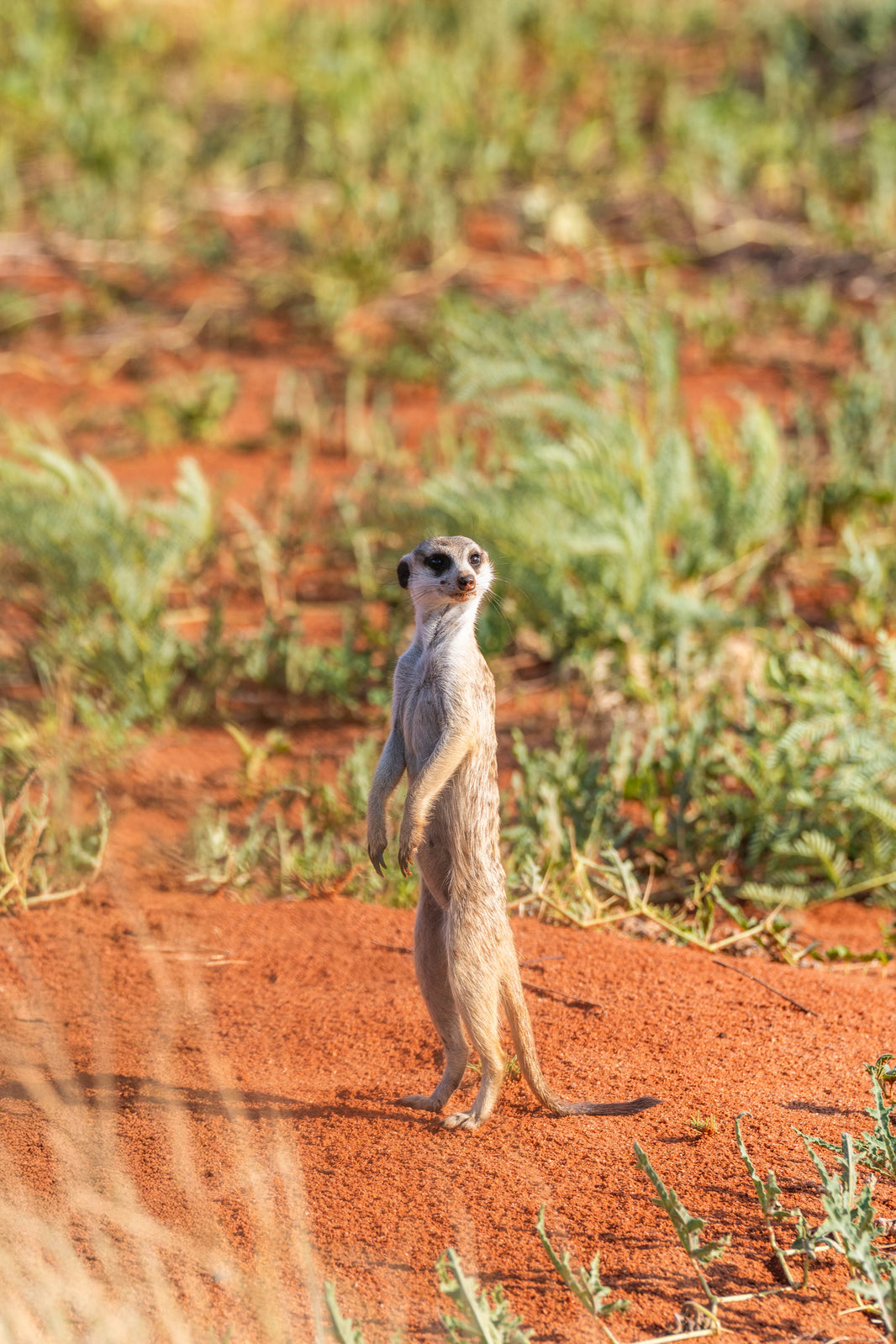The Meerkat, South Africa by Gray Malin