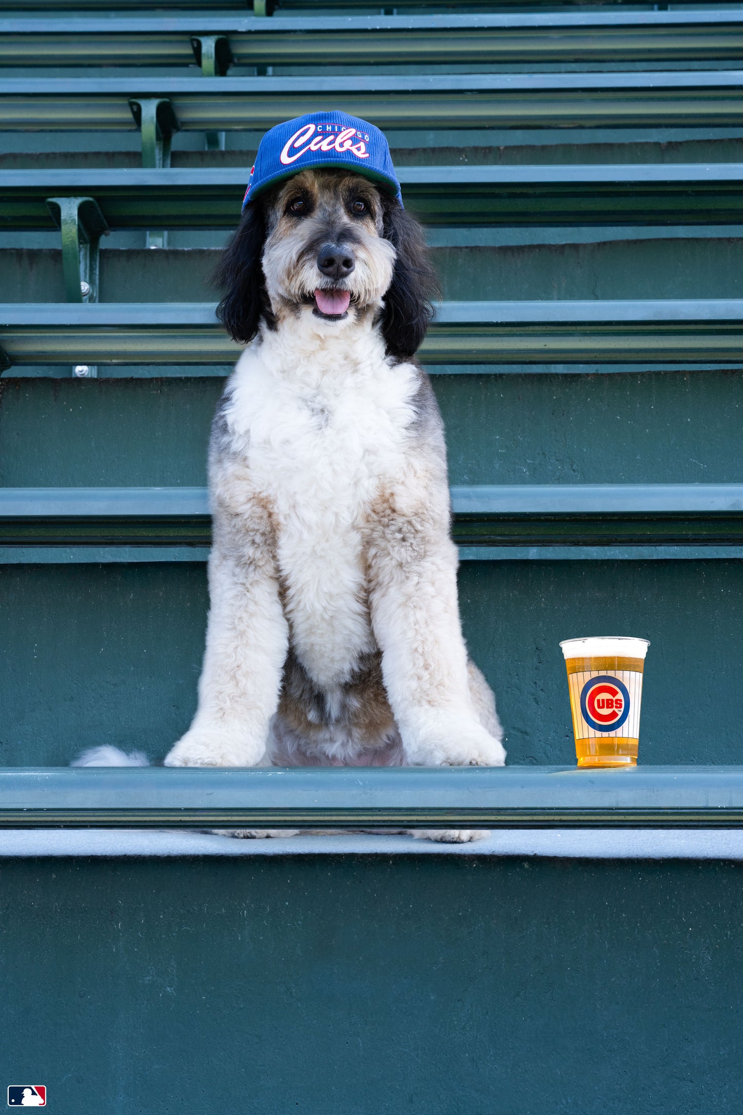 The Season Ticket Holder, Wrigley Field, Chicago