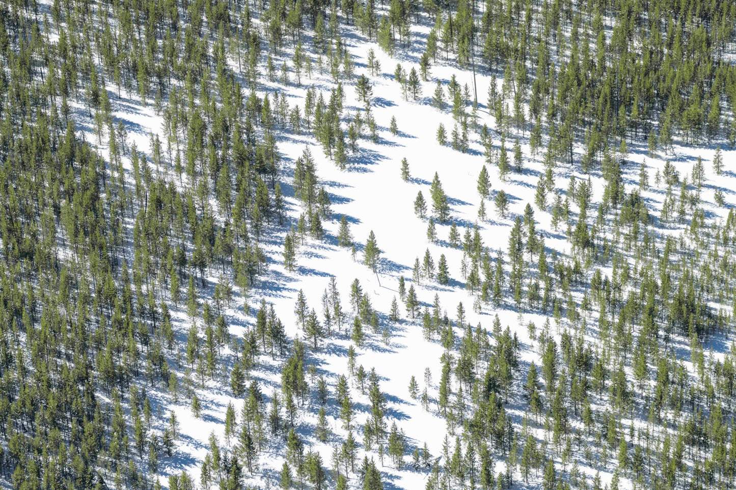 The Snowy Forest, Yellowstone National Park