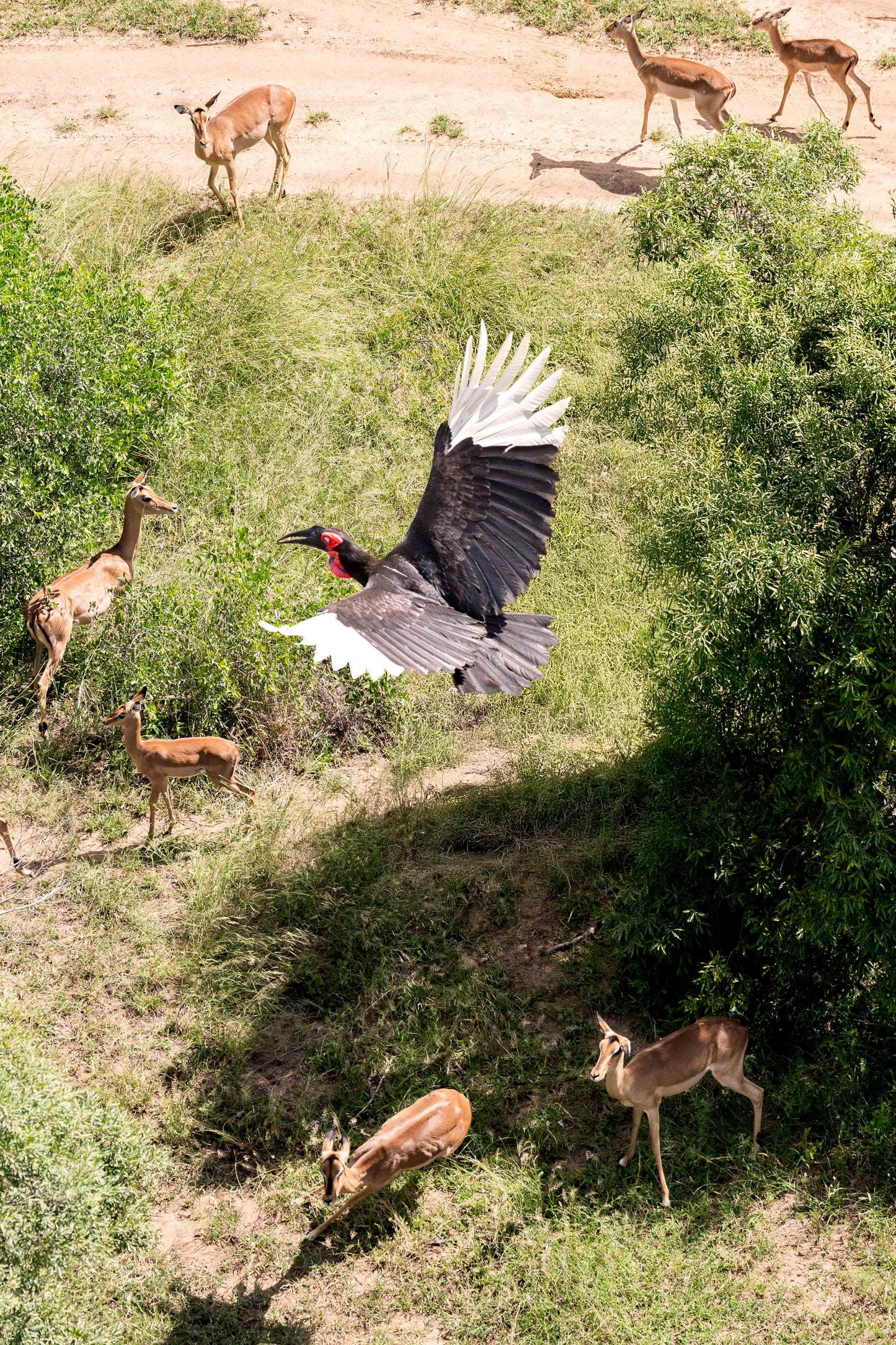 The Southern Ground Hornbill, South Africa