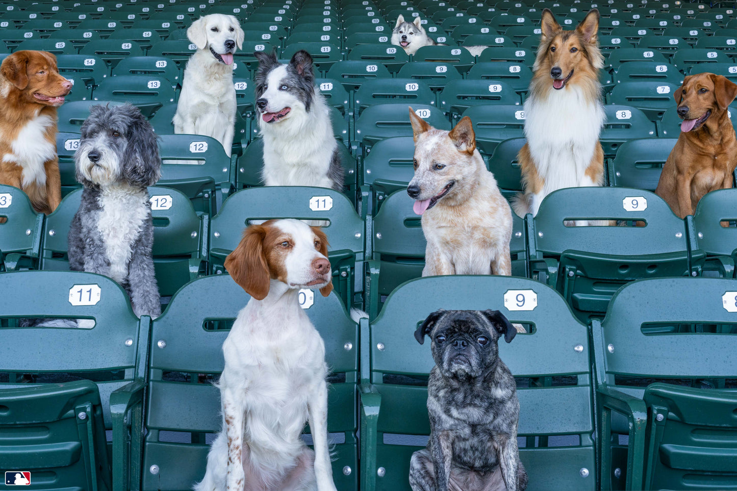 The Spectators, Wrigley Field, Chicago
