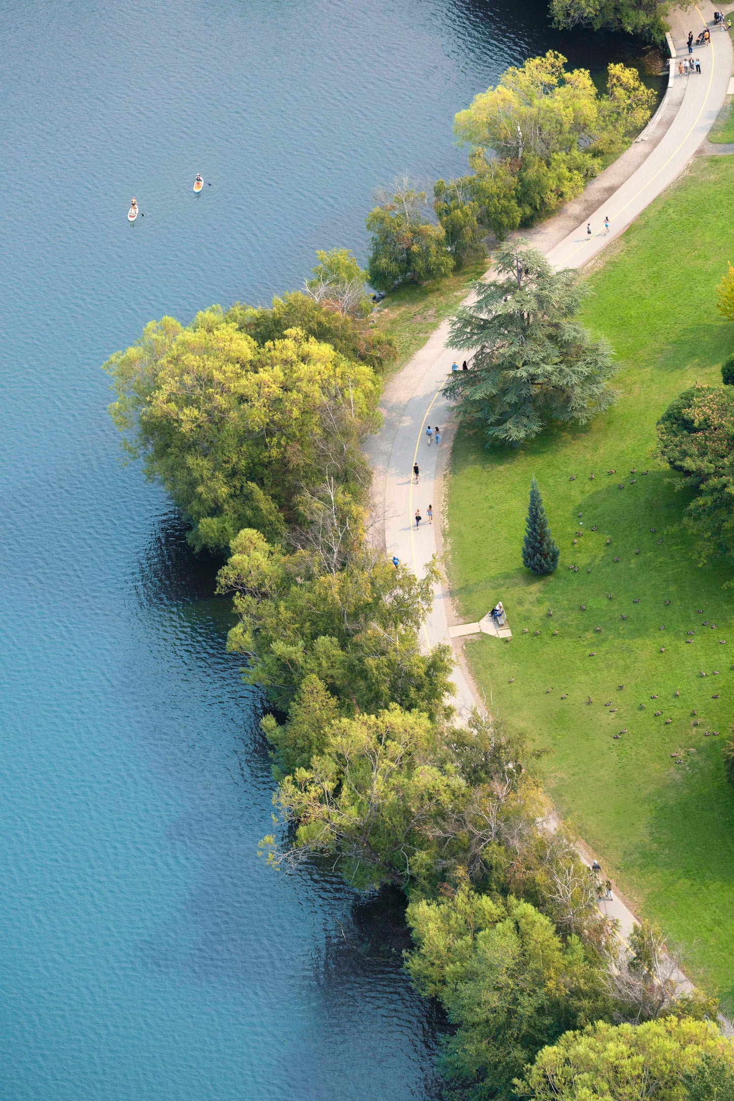 The Walking Path Vertical, Green Lake, Seattle