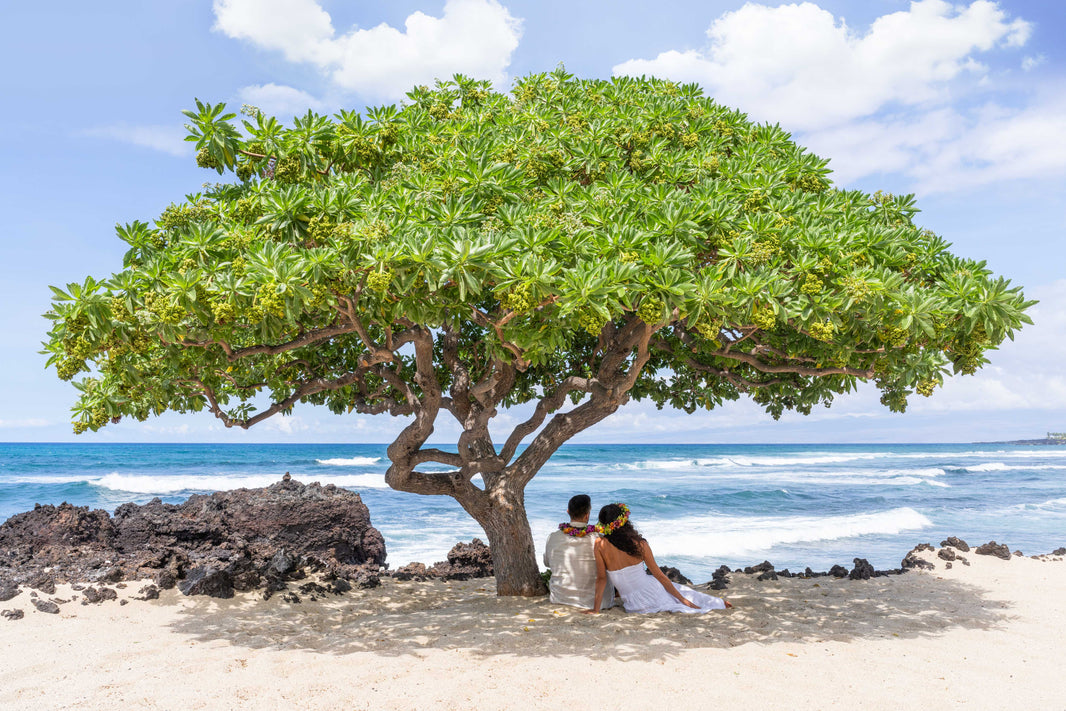 Photography by Gray Malin of The Wedding Tree, Four Seasons Hualalai, Hawai’i