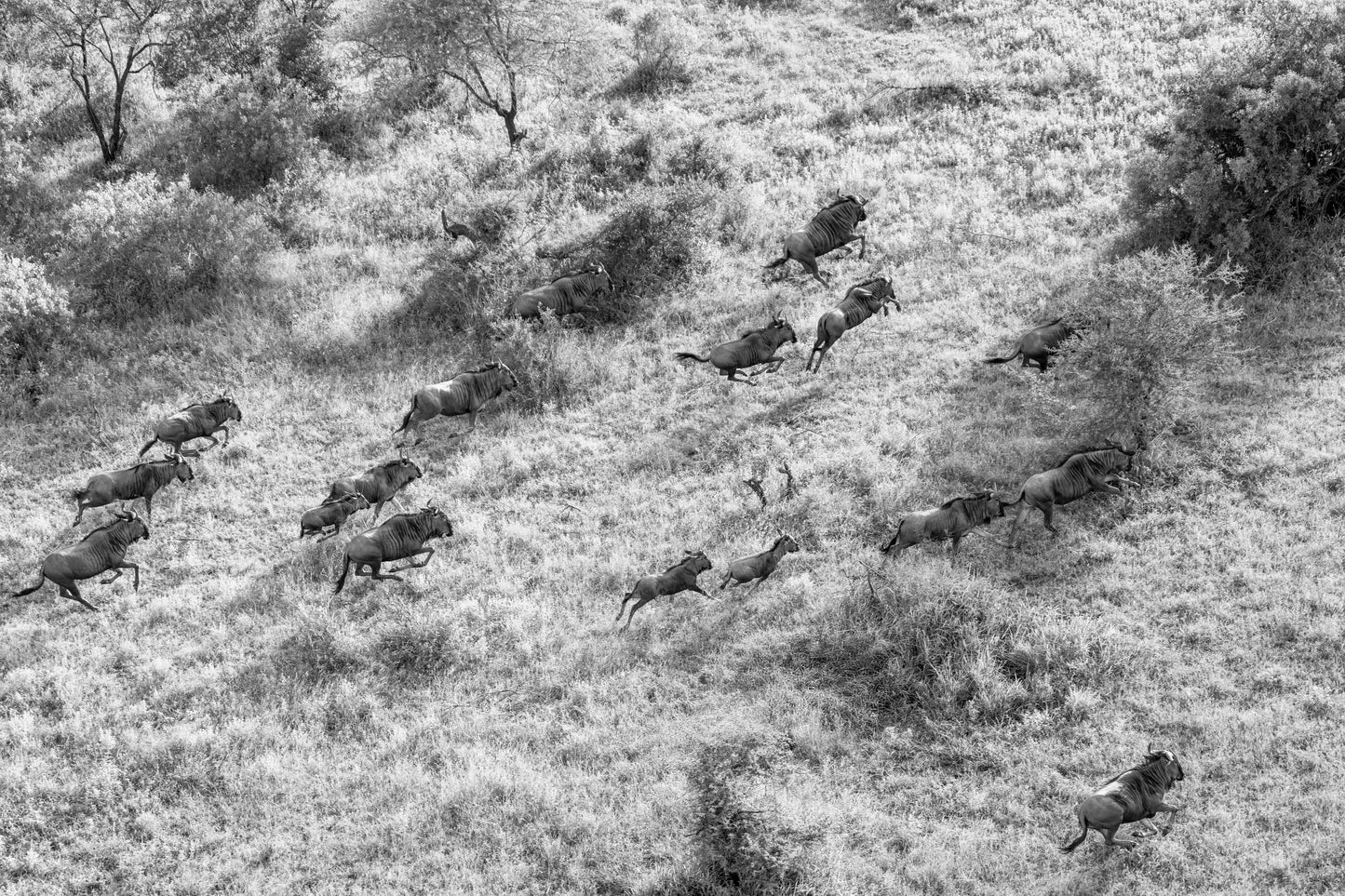 The Wildebeast (Black and White), South Africa