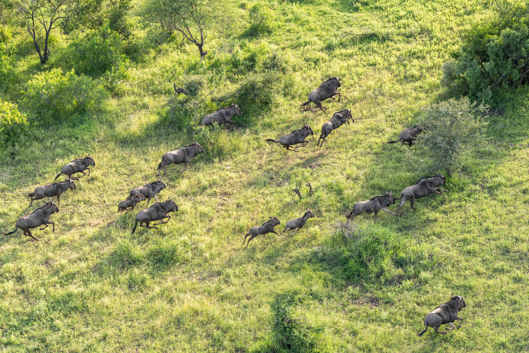 The Wildebeast, South Africa by Gray Malin