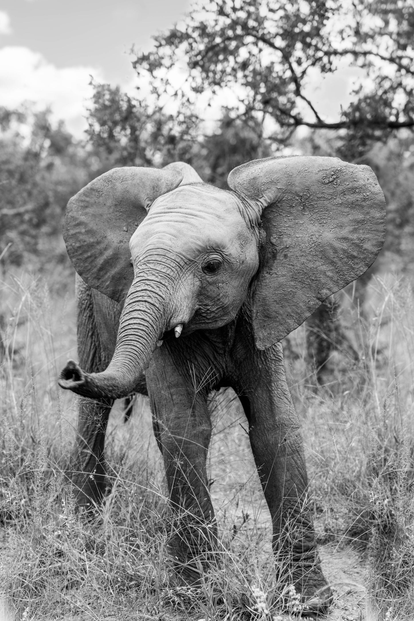 The Young Elephant, South Africa