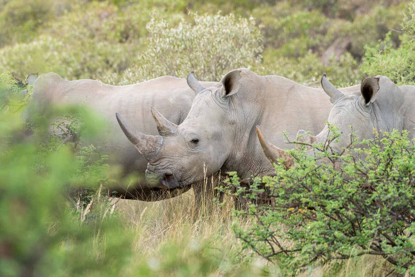 Three Rhinoceros, South Africa