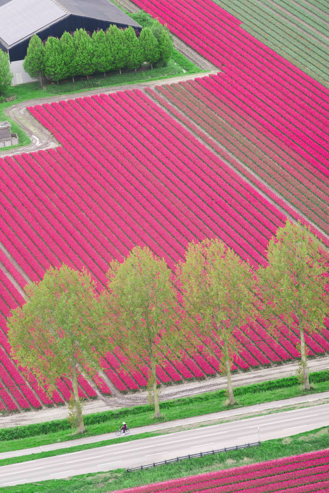 Photography by Gray Malin of Tulip Farm, Netherlands