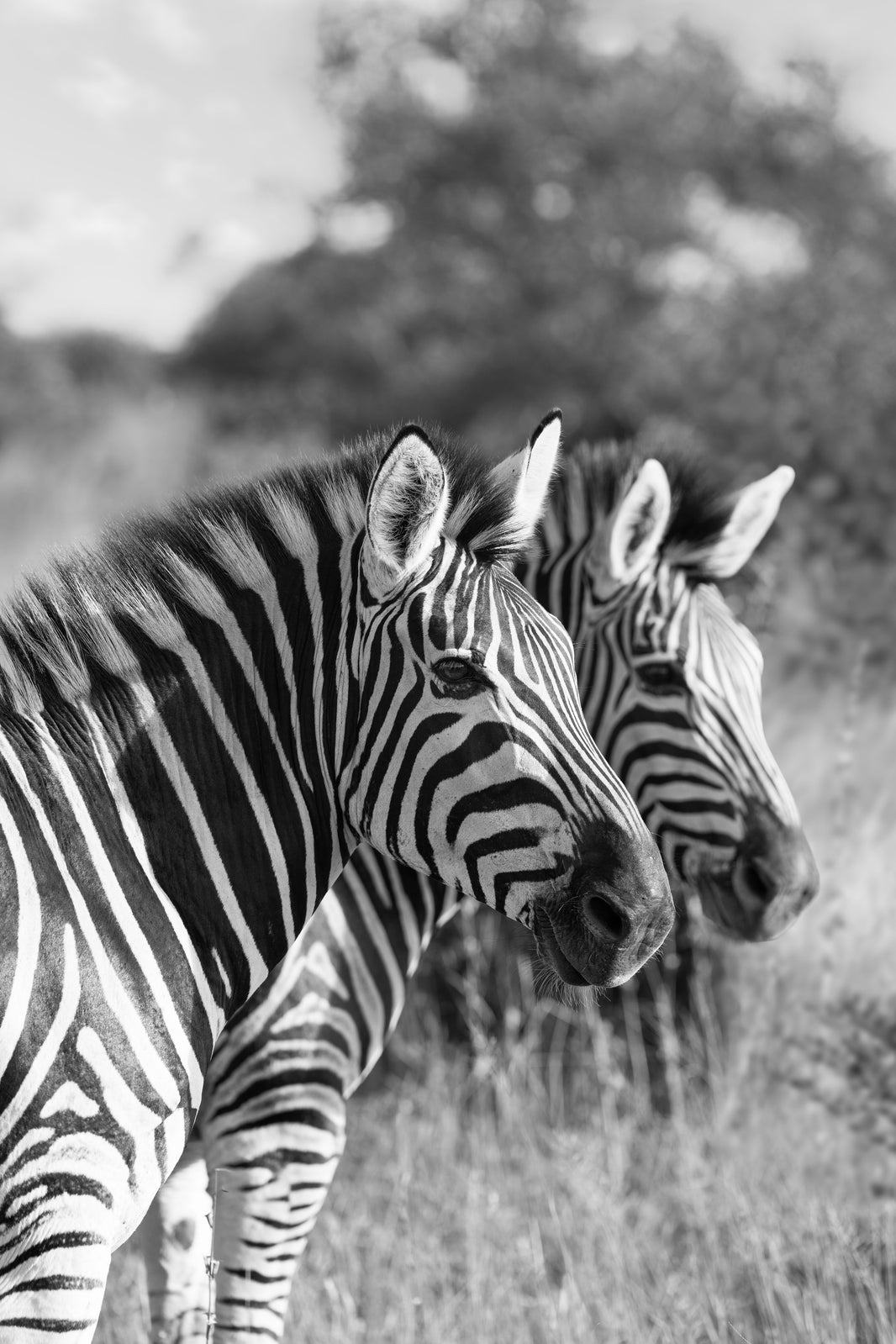 Two Zebra (Black and White), South Africa by Gray Malin