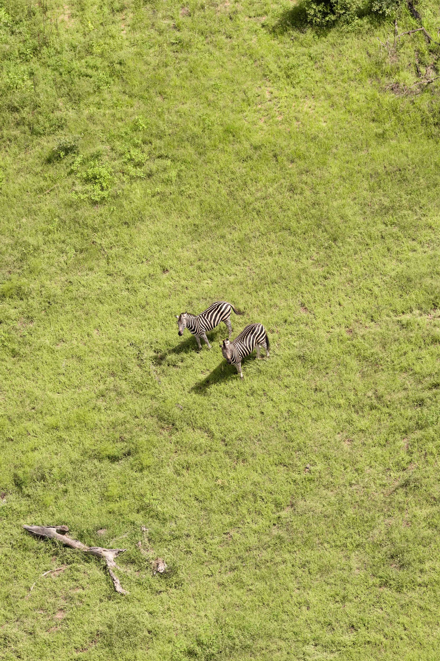 Two Zebra in the Bush, South Africa