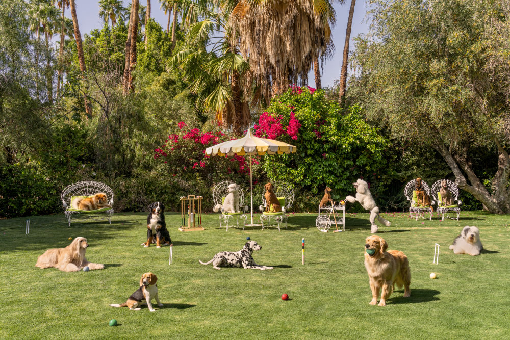 Photography by Gray Malin of Afternoon Croquet, Parker Palm Springs