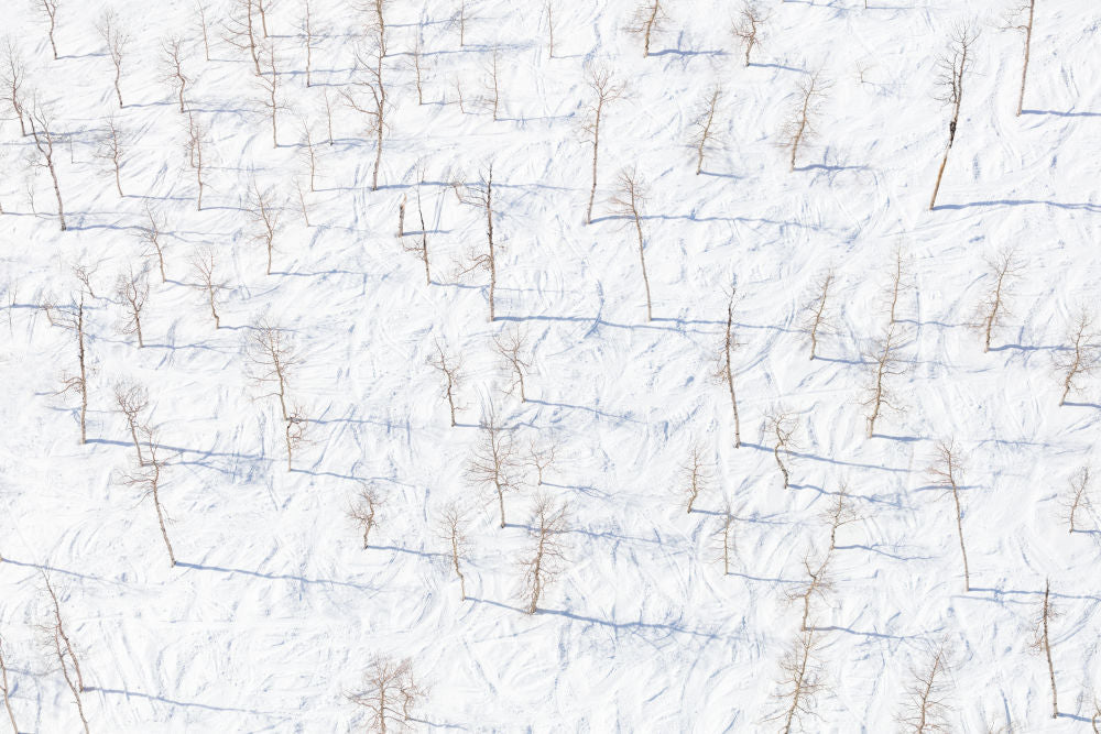 Photography by Gray Malin of Back Country Birch Trees