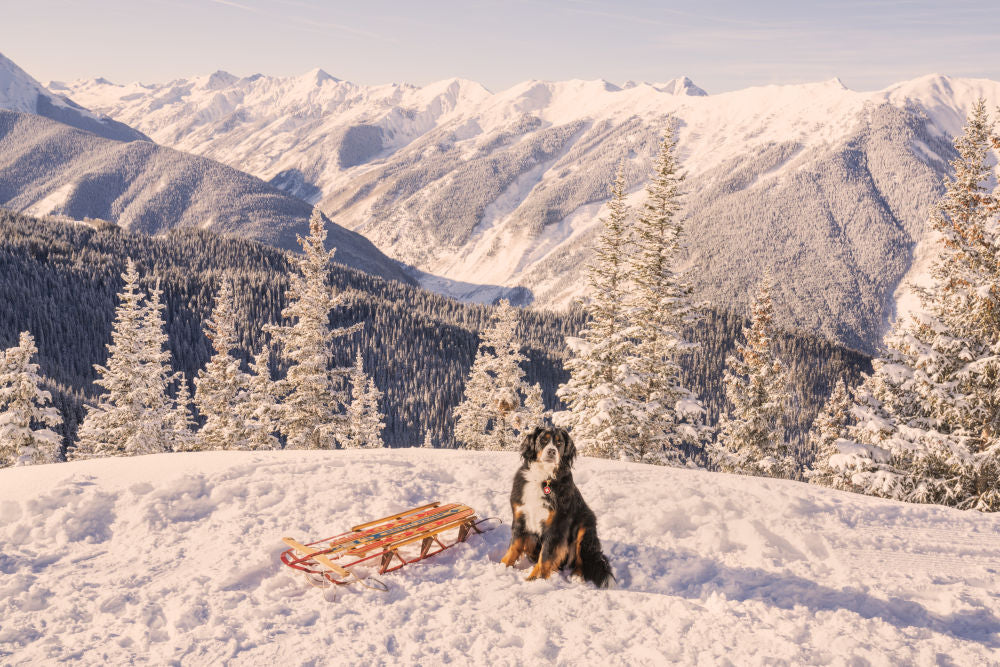 Photography by Gray Malin of Bernese Mountain Dog, Aspen Mountain