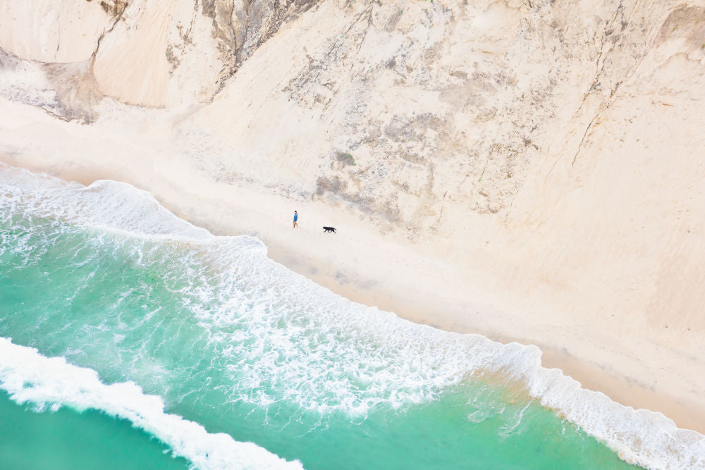 Photography by Gray Malin of Black Lab, Martha's Vineyard