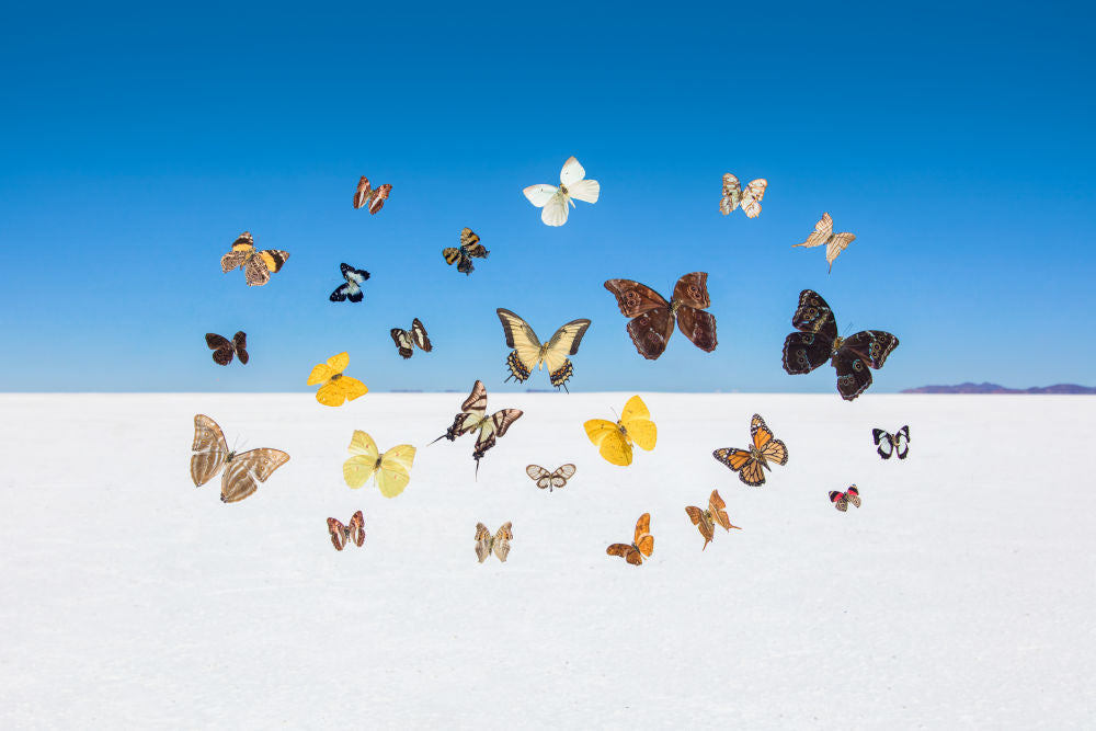 Photography by Gray Malin of Butterflies Backside