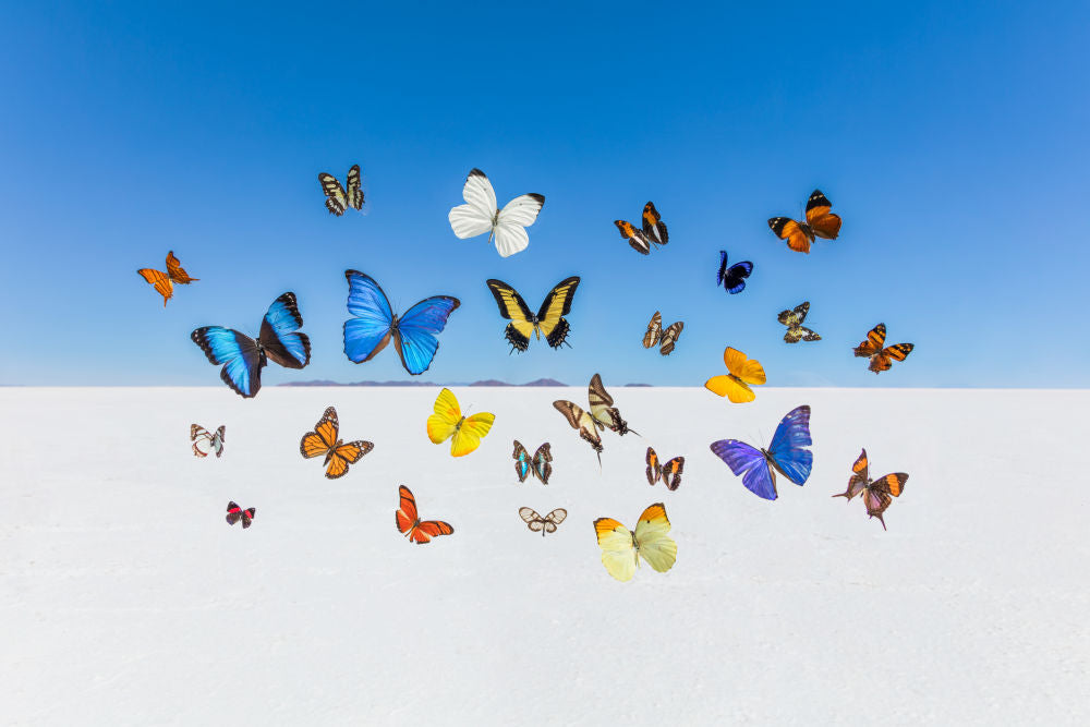 Photography by Gray Malin of Butterflies