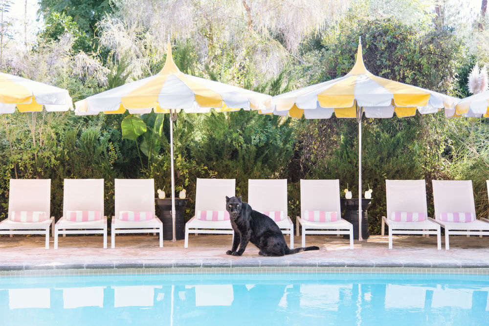 Photography by Gray Malin of Cabana Boy I