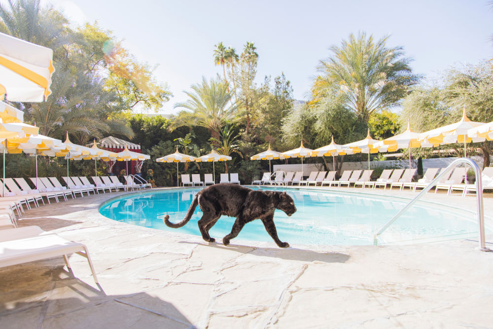 Photography by Gray Malin of Cat Walk