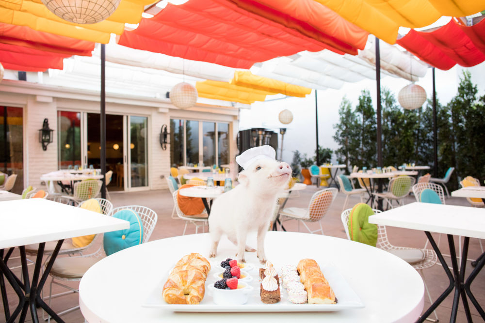 Photography by Gray Malin of Chef's Table II