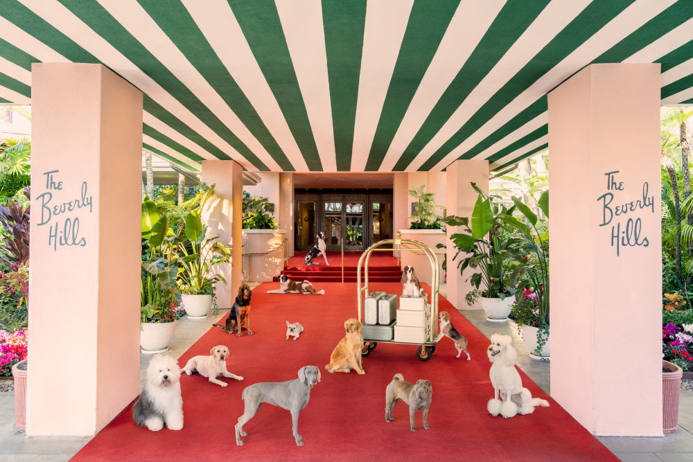 Photography by Gray Malin of Dogs at The Beverly Hills Hotel