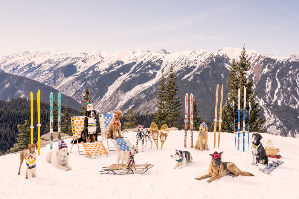 Photography by Gray Malin of Dogs of Aspen